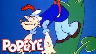 Popeye E O Pé De Feijão  Todos Os Novos Popeye  Compilação De Episódios [upl. by Alicec271]