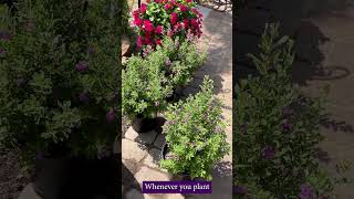 DeerResistant Gardening Tips 🦌 Protect Your Plants with These Simple Steps [upl. by Eidod]