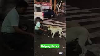 Feeding Dogs With Love Viral helpinghands [upl. by Ymmot]