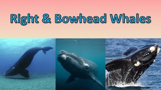 Right amp Bowhead Whales  Long Lifespans Big Mouths and Cool Animals [upl. by Cirala]