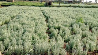 Marikolunthu Cultivation Technology [upl. by Naimerej]