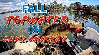 Fall Topwater Bass Fishing Adventure At Lake Murray  Chasing Schools Of Bass [upl. by Lourdes]