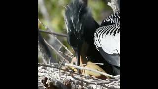 Baby Anhingas at the Web [upl. by Nuahsel439]