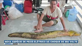 Nova espécie de peixeelétrico dá choque de 860 volts [upl. by Walling]