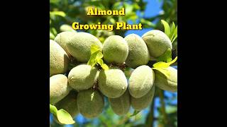 How to grow Almond tree at Home  The EASIEST Way to Grow Almonds Tree।shorts।Kapu Gamit [upl. by Vitale789]