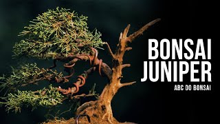 CONSTRUINDO UM BONSAI DE ZERO [upl. by Riki]