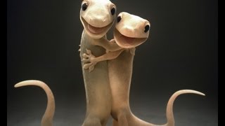 A Gecko Love Story [upl. by Lisetta]