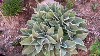 Easy to care for Stachys byzantina Helen Von Stein Lamb’s Ear  NMHighDesertGarden [upl. by Sukramed920]