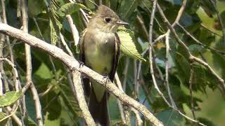 Flycatcher Catching Flies [upl. by Emelia964]