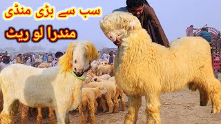 kaky mundray chattry ki mandi malik imran goat farm [upl. by Soalokin786]