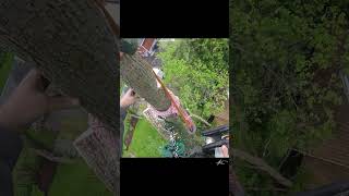 Topping a sketchy tree arborist rigging treework [upl. by Lyrad]