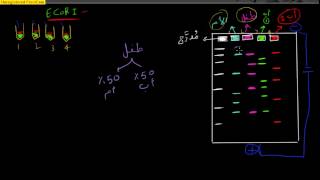 DNA gel elctrophoresis Arabic 5 ما هو الجل الكتروفوريسس [upl. by Ellerad]