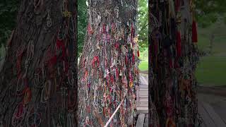 Killing Tree In Phnompenh Cambodia cambodia phnompenh travel explore [upl. by Agni]