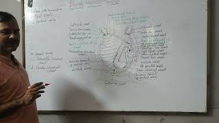 Blood vascular system of Herdmania [upl. by Lirrad]