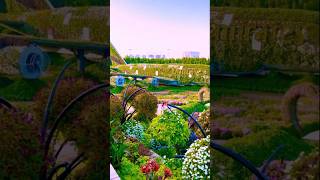 Miracle Garden Biggest Flower Garden In The World Dubai🇦🇪 UAE shorts like viralshorts travel [upl. by Levon]