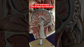 Head from inside  इन्सान की खोपड़ी अंदर से कैसी होती है  Parts Of Head viral shorts [upl. by Schwartz]