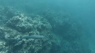 Hawaii  Napali Coast Snorkeling  Shark [upl. by Greggs401]