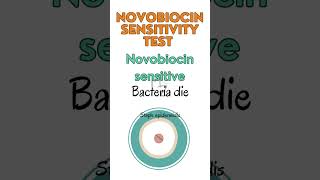 Novobiocin Sensitivity Test for Staphylococcus epidermidis and saprophyticus bacteriology [upl. by Rosamond]