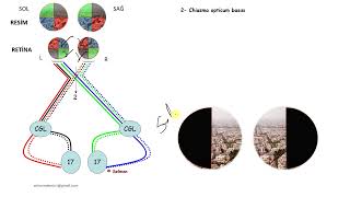 Prof Dr M Selman Demirci  Anatomi optic nerve and visual pathways görme yolları [upl. by Laureen]