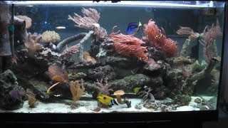 Unser erstes Salzwasseraquarium  Full HD [upl. by Annora69]