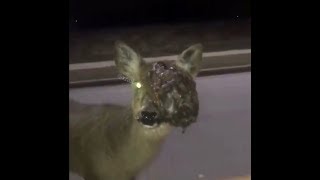 Close Up Encounters With Zombie Deers CWD Chronic Wasting Disease Deers Compilation [upl. by Yseulta]