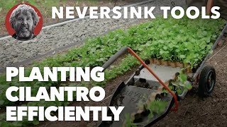 Planting Cilantro Efficiently [upl. by Ehrenberg]