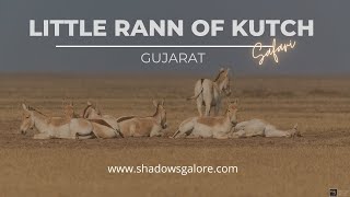 A Jeep Safari in the Little Rann of Kutch Gujarat [upl. by Adnale671]