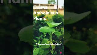 scientific plants name Coleus amboinicus nameofplantsshorts5847 [upl. by Sylvester122]