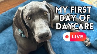 Dogs in Play Live Stream  Doggie Daycare livestream [upl. by Mercier121]