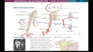 Upper extremity nerves made easy 1  Axillary Musculocutaneous radial   Musculoskeletal  2 [upl. by Bamberger306]