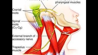 Accessory Nerve  11th cranial nerve  Detailed Anatomy  Handwritten notes [upl. by Gazo947]