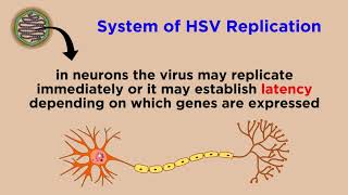 Herpes Simplex Virus HSV1 and HSV2 [upl. by Harding]