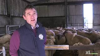 Pasteurella Pneumonia and Clostridial Disease  XLVets Sheep Roadshow 2020 [upl. by Houston296]