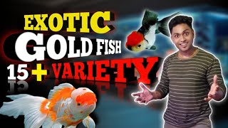 How To Care Fancy Goldfish  Variety Of Thai Goldfish  Huge Stock Of Ryukin amp Orenda 🐟 [upl. by Iadrahs]