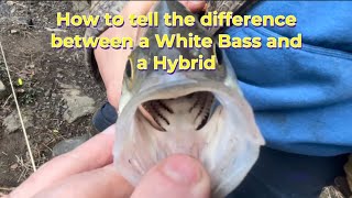 Stuff I remember about a white bass Morone chrysops [upl. by Ramyar455]