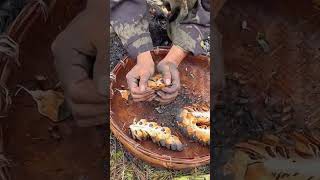 The process of collecting pine nuts from pine cones [upl. by Stockmon179]