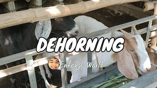 DEHORNING OUR BABY GOATS [upl. by Amehr]