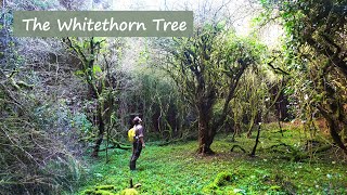 Dark Tales  Irish Folklore  The Whitethorn Tree Christmas Special [upl. by Nwotna]