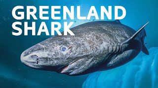 The 400YearOld Artic Greenland Shark  Ocean Wildlife Documentary [upl. by Dlawso]