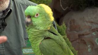 Parrot Sings Baseball SongCincinnati Zoo [upl. by Wawro]