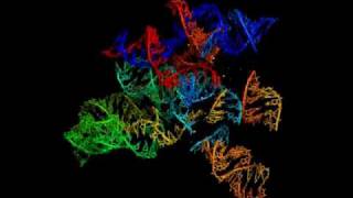 RNA World Screensaver  cmsearch 013 [upl. by Aleel]