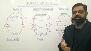 Types of life cycles UrduHindi medium profmasoodfuzail  Haplontic life cycle  Diplontic [upl. by Oidualc318]