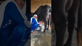 buffalo milking by hand ✋️ 👌 😋 youtube hardwork haryanvi Village life buffalo milking 🐃🐃🐃🐃🐃❤️❤️ [upl. by Lyrpa]