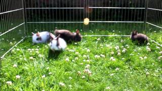 Lionhead Baby Rabbits 5 weeks old [upl. by Buine]