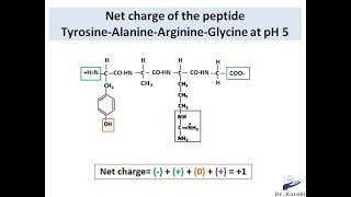 How to calculate the charge of a peptide chain [upl. by Adnuhsat]