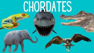 Main Classes of Chordates  Amphibians Reptiles Mammals Birds Fish [upl. by Naor730]