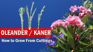 How to Grow Oleander from Cuttings  Growing Kaner Nerium Oleander Cuttings and Care in English [upl. by Bohaty609]