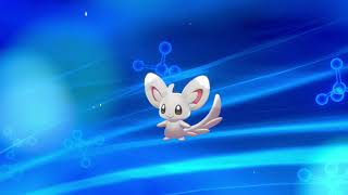 pokemon shield how to evolve minccino into cinccino [upl. by Cissie]