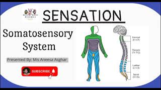 Somatosensory System in Sensation  Psychology Lecture  UrduHindi [upl. by Niwri]