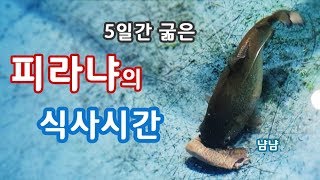 5일동안 굶은 피라냐의 식사시간  피라냐 정말 위험할까 [upl. by Esikram]